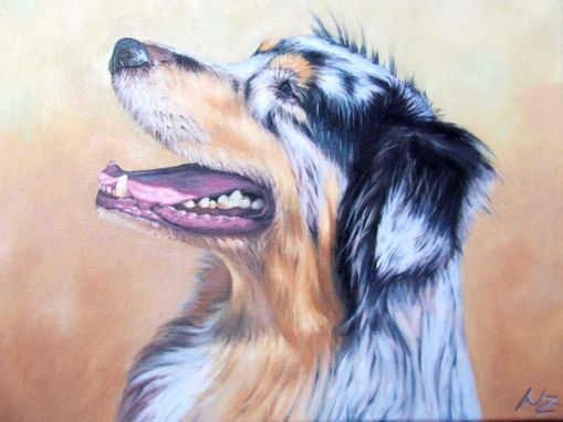 Hundeportrait Australian Sheperd