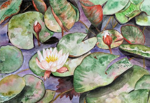 Die Bl�te der Lilie