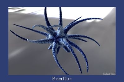 Bacillis