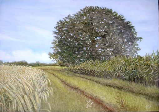 Nussbaum im Ru�heimer Feld