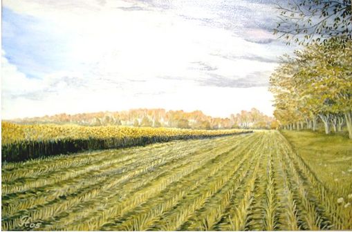 Maisfelder am Gie�enweg