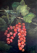 Johannisbeere Ribes ...