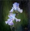 Lilienblten