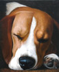 Schlafender Hund  �l...