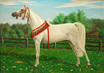Arabian horse - champion