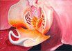 Orchidee - 2