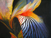 Iris 2
