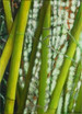 Bamboo 3