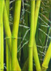 Bamboo 2 