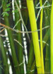 Bamboo 1