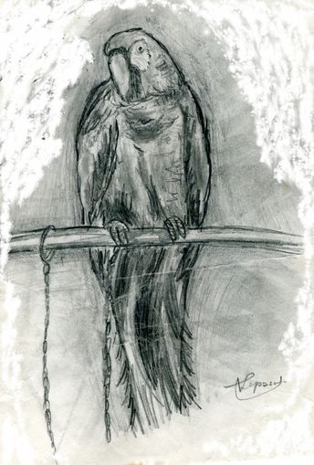 Schwarz-weisser Ara