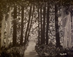 Waldlandschaft