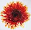 Gerbera