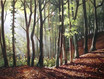  wald