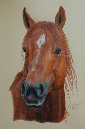 Rotes Feuer - Quarterhengst Sly