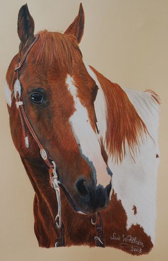 Painthengst Doctor Tari