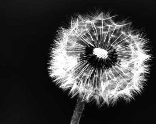 Pusteblume