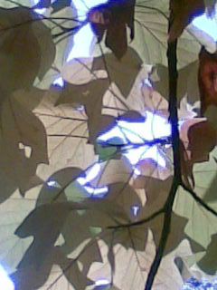 immer noch Bl�tter