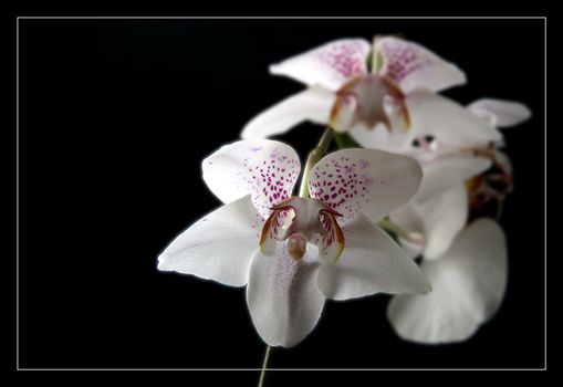 Phalaenopsis