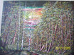 wald