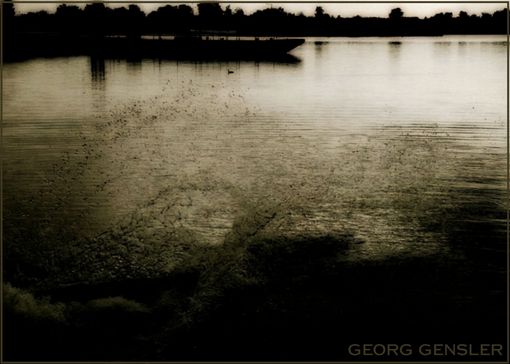 Hund im See