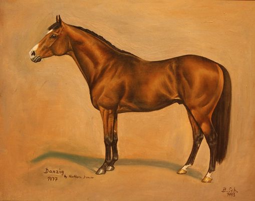 Englischer Vollbluthengst 