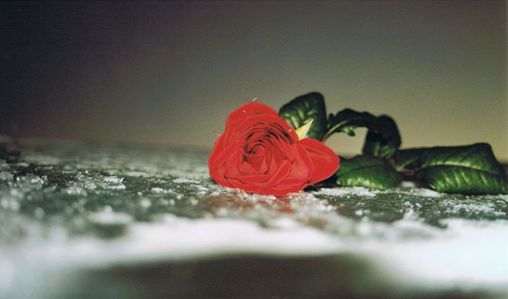Rose auf Eis
