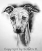 Whippet