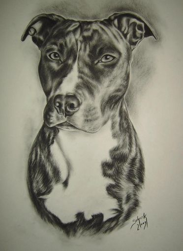 American Stafford Terrier