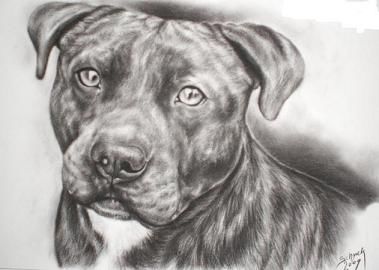 Staffordshire Terrier