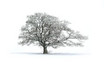 Tree in the White