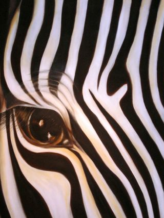 Zebra