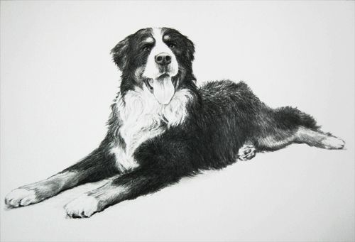 Tierportrait als Zeichnung - Geschenkidee