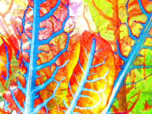 Sorrel - Sauerampfer