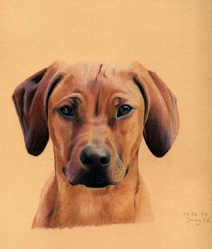 Rhodesian Ridgeback Zeichnung