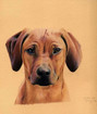 Rhodesian Ridgeback Zeichnung