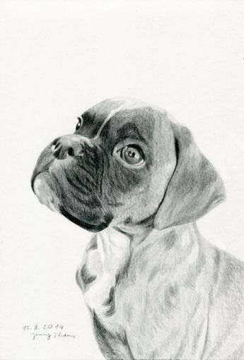 Boxer-Welpe Bleistiftzeichnung