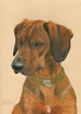 Hundeportrait Aaron