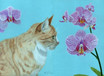 Kater mit Orchidee...
