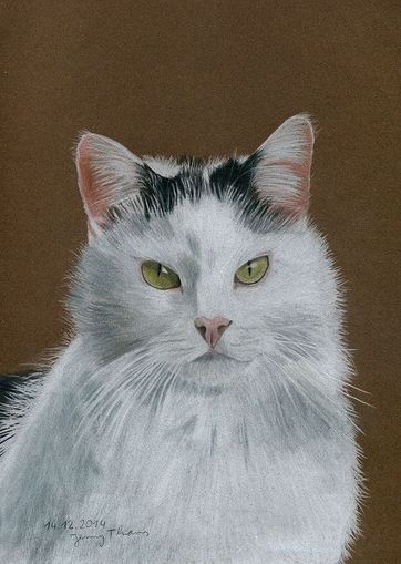 Kater Billy Tierzeichnung