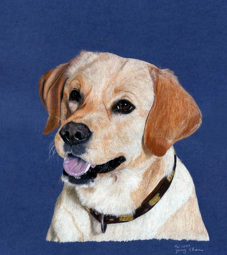 Labrador-R�de Tierportrait