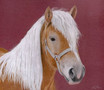 Pferdportrait Haflinger