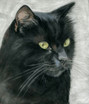 Tierportrait Schwarze Katze