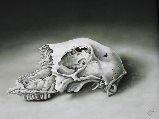 brooken sheepskull