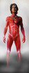 Krperwelten-Bodypainting