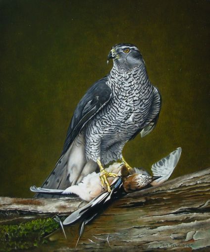 Hawk mnnlich mit Jay 