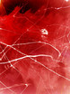 Ohne Titel