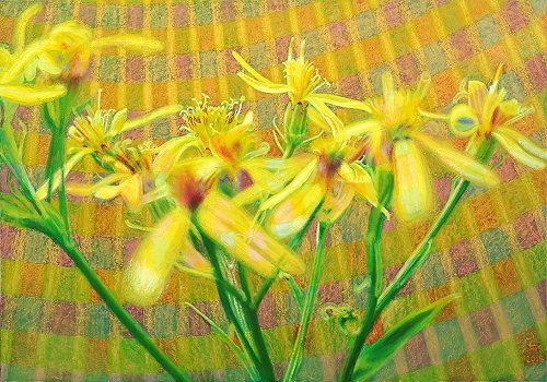 Lichtblume 1 Harzgreiskraut