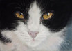 Tuxedo