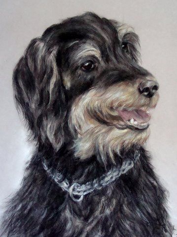 Mischling Jagdterrier